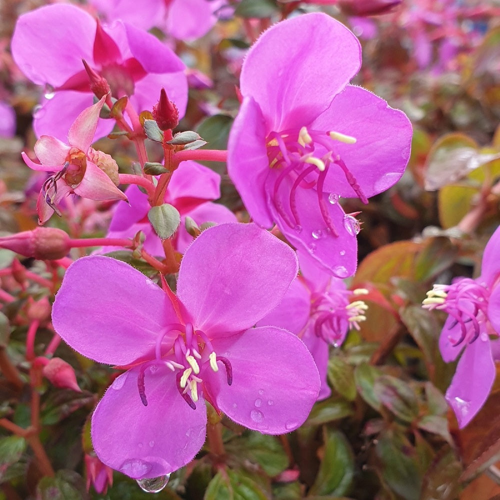 centradenia plant Centradenia Cascades
