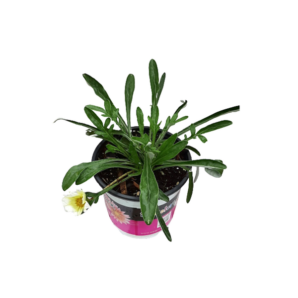 Gazania Hot Ice - 14CM