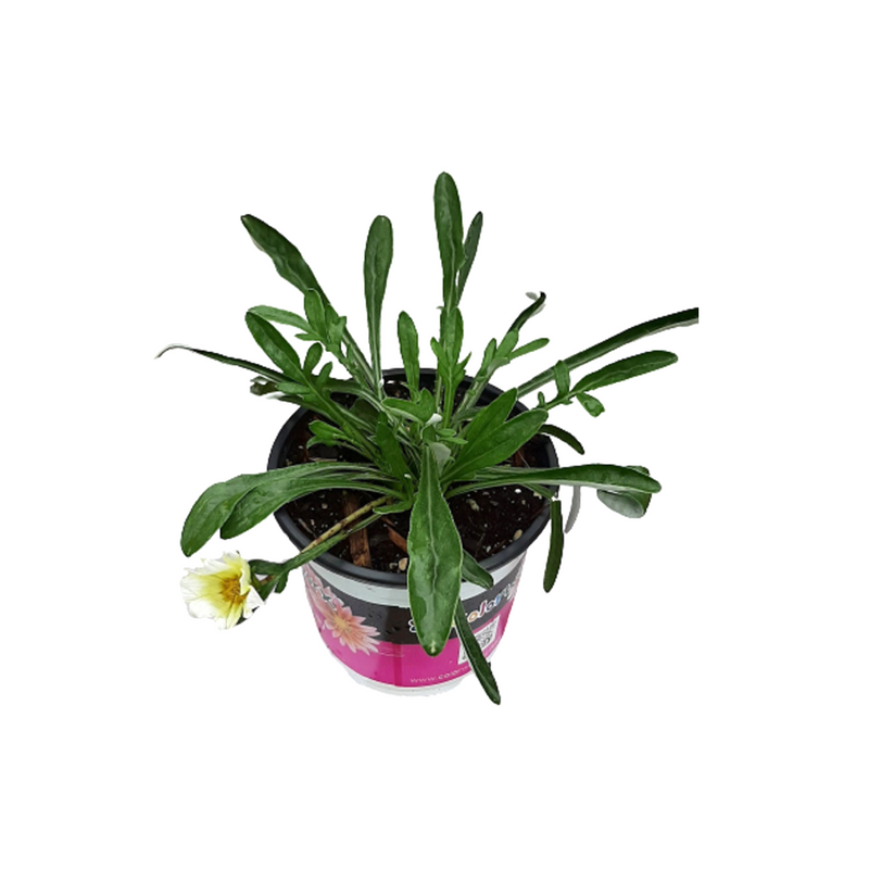Gazania Hot Ice - 14CM