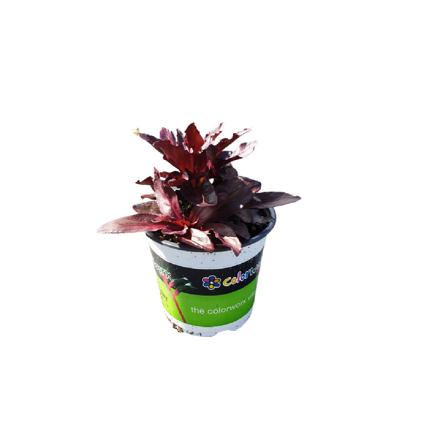 Lobelia Queen Victoria - 14CM
