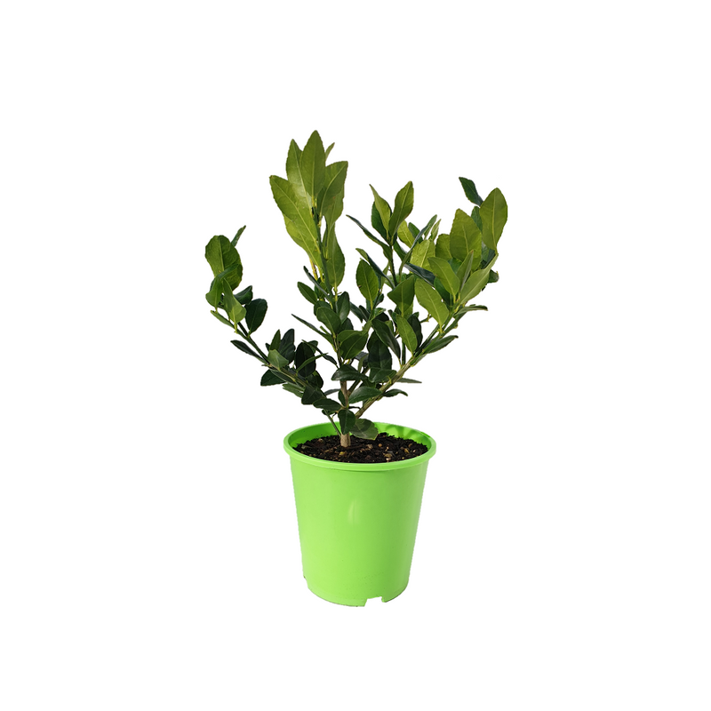 Lime Bearss - 18CM