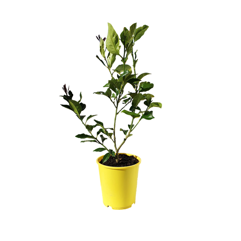 Lemon Yen Ben - 18CM
