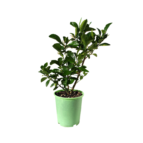 Lime Sublime - 18CM