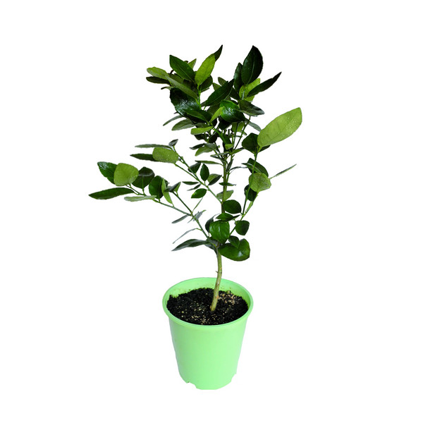 Lime Tahitian - 18CM