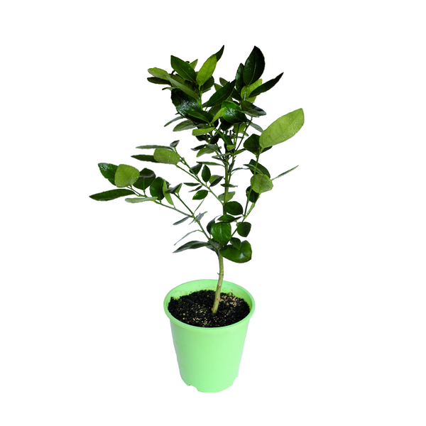 Tahitian Lime - 18CM