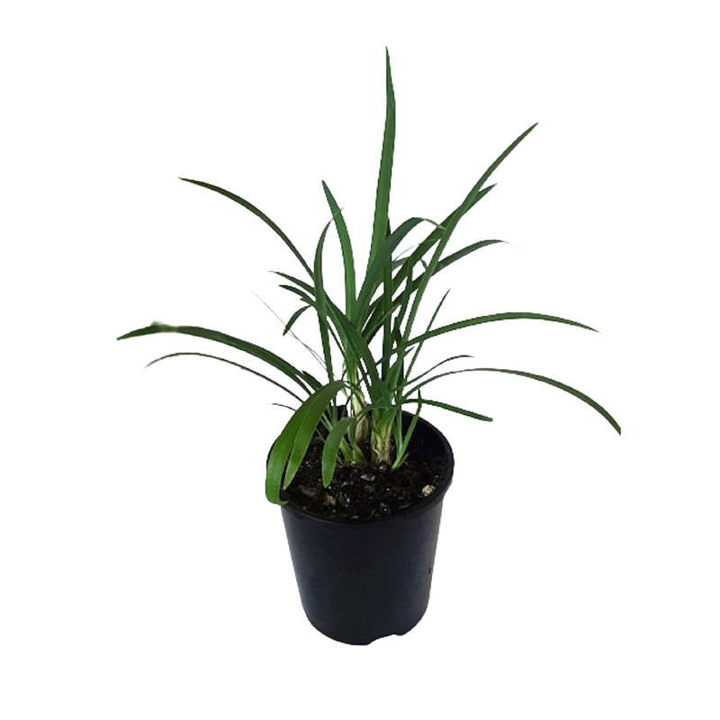 Agapanthus Streamline - 14CM