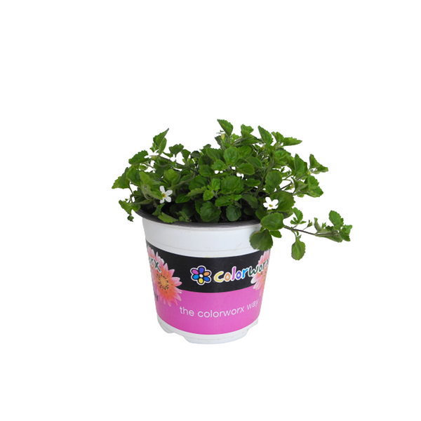 Bacopa Snowflake - 14CM