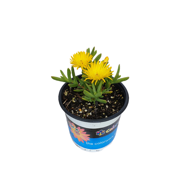 Mesembryanthemum Mellow Yellow - 14CM