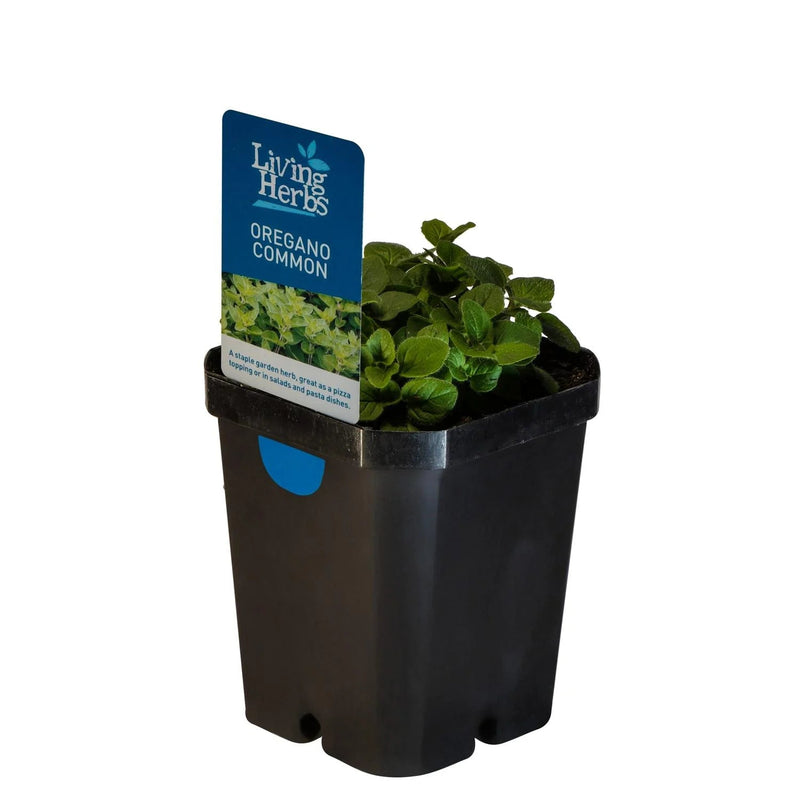 Oregano - 10CM