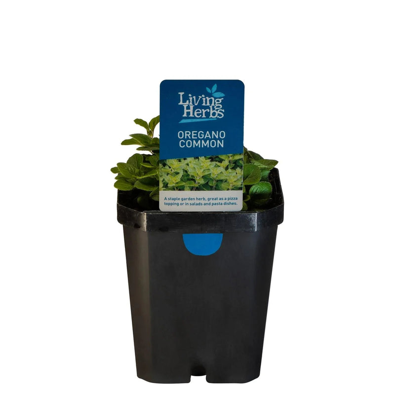 Oregano - 10CM