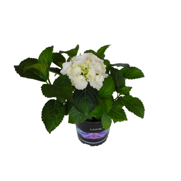 Hydrangea Snowball - 14CM