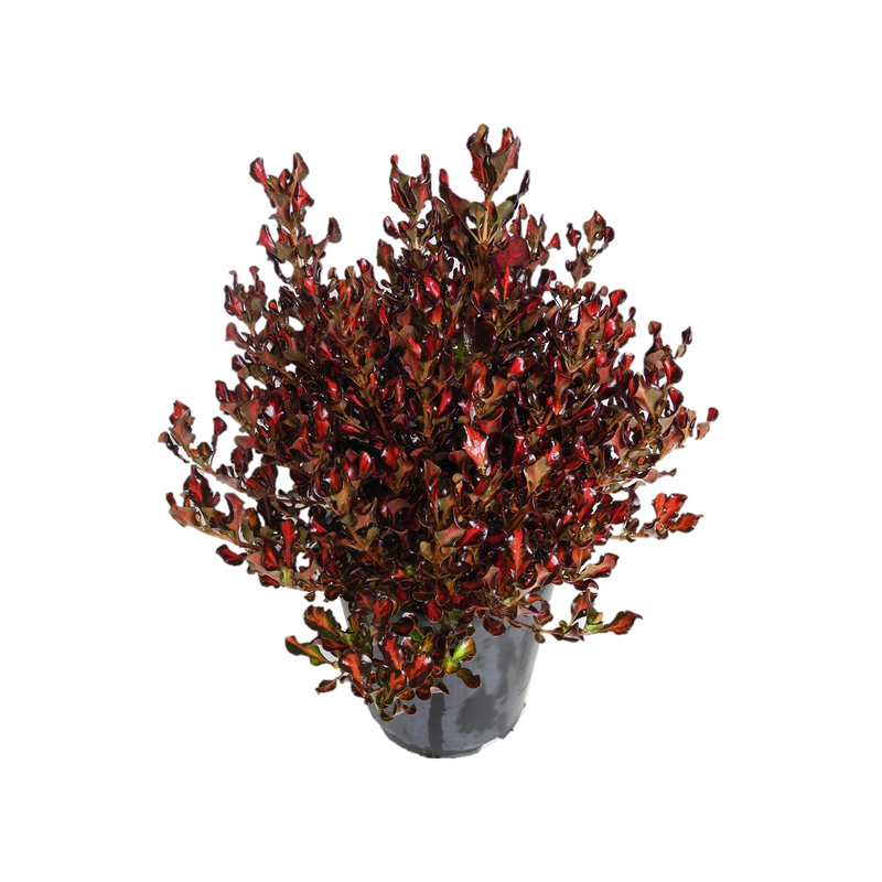 Coprosma Pacific Sunset - 18CM