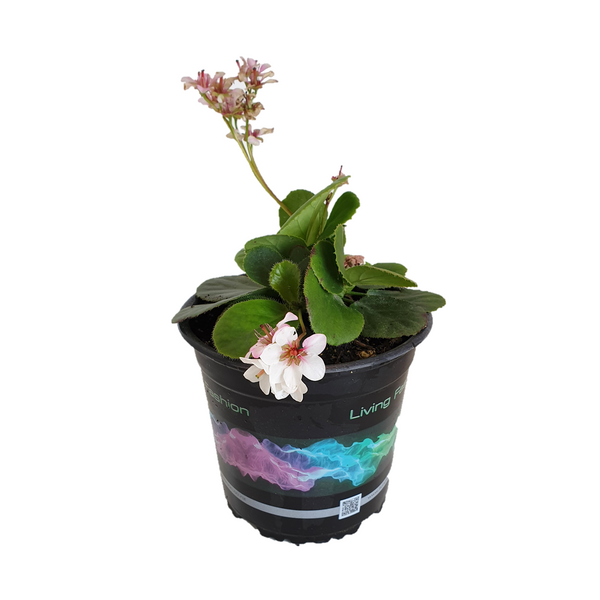 Bergenia Marshmallow - 14CM