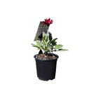 Atctotis Burgundy Belle - 14CM