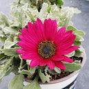 Atctotis Burgundy Belle - 14CM