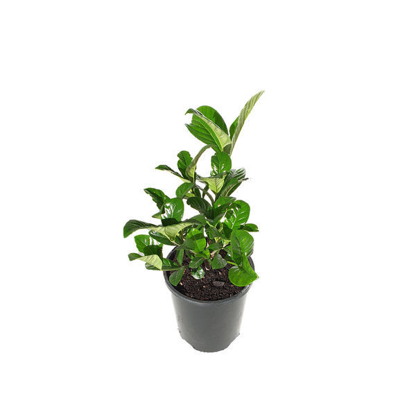 Gardenia Professor Pucci - 14CM