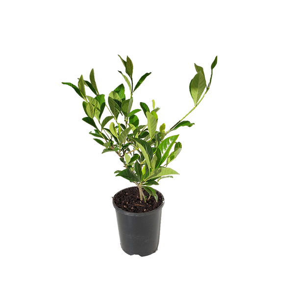 Gardenia Veitchii - 14CM