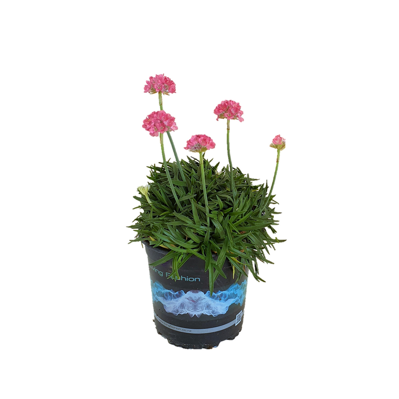 Armeria [Dreameria] Dreamland - 14CM