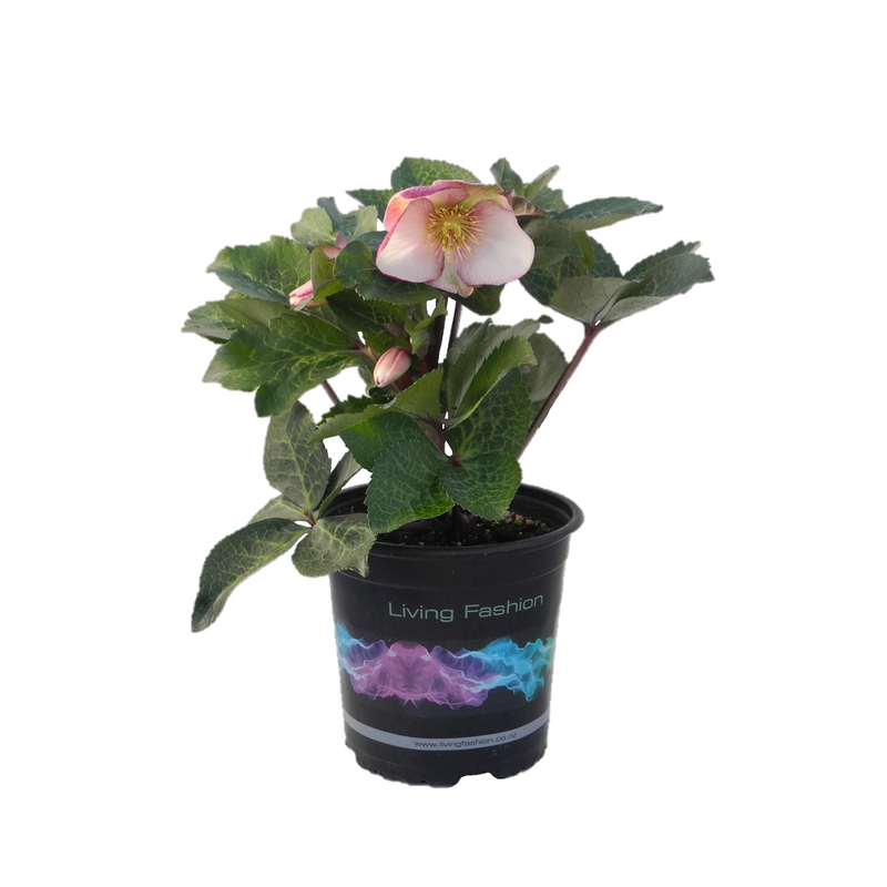 Helleborus Sophies Delight - 17CM