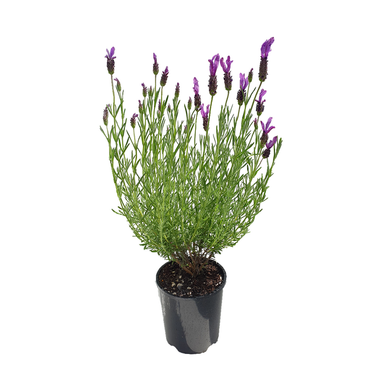 Lavender Sensation Purple - 14CM