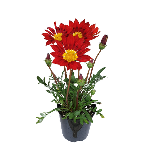 Gazania Regal Sunset - 14CM