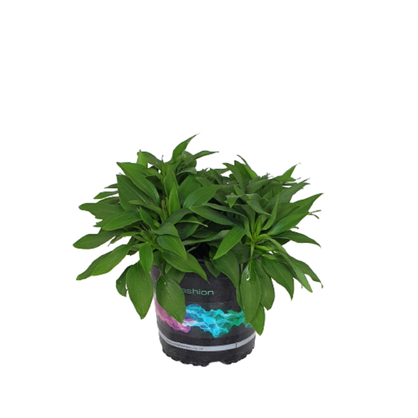 Alstroemeria Inca Coral - 14CM