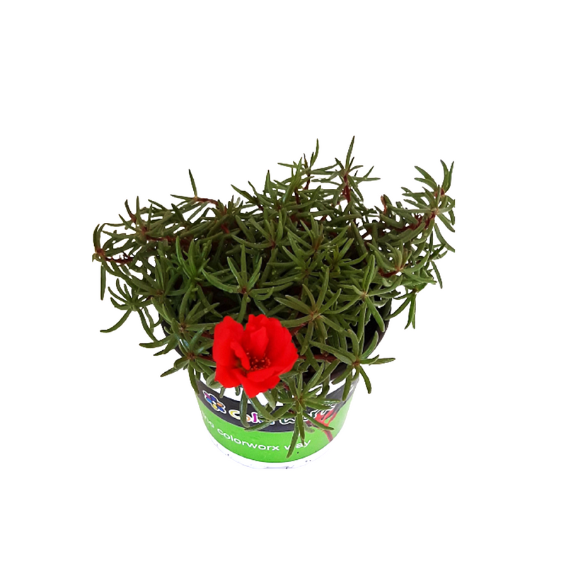 Portulaca Happy Trails Deep Red - 14CM