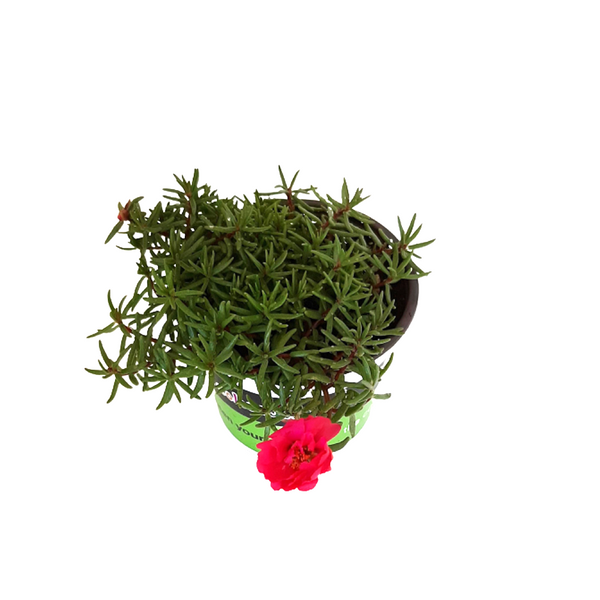 Portulaca Happy Trails Fuchsia - 14CM