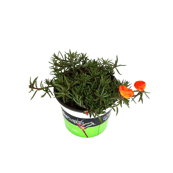 Portulaca Happy Trails Orange - 14CM