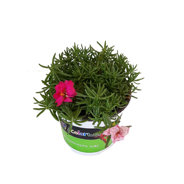 Portulaca Happy Trails Peppermint - 14CM