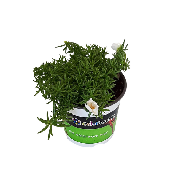 Portulaca Happy Trails White - 14CM