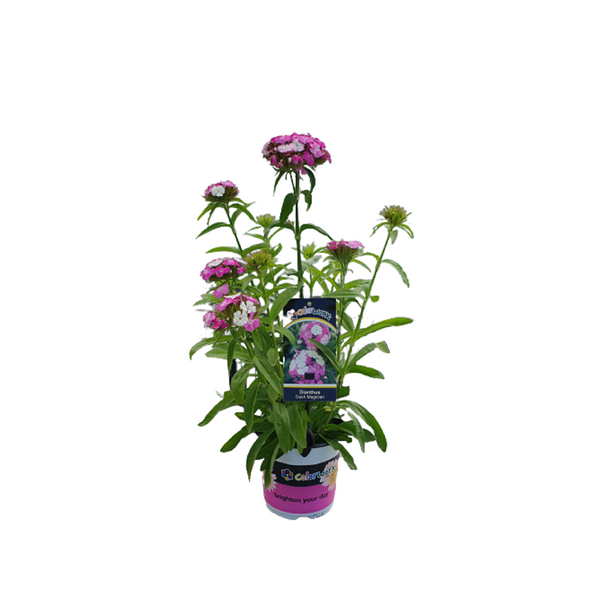 Dianthus Dash Magician - 14CM