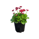 Bellis Bellissima Red - 14CM