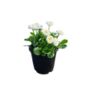 Bellis Bellissima White - 14CM
