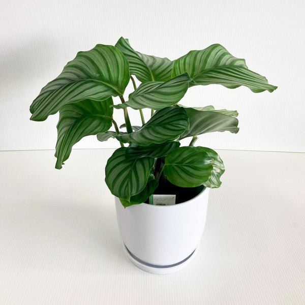 Calathea Orbifolia 14CM