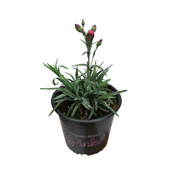 Dianthus Sugar Plum Raspberry - 14CM