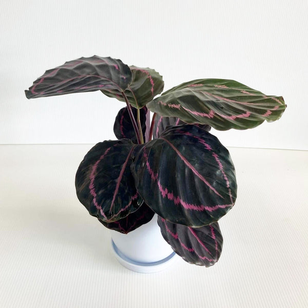 Calathea Dottie 14CM