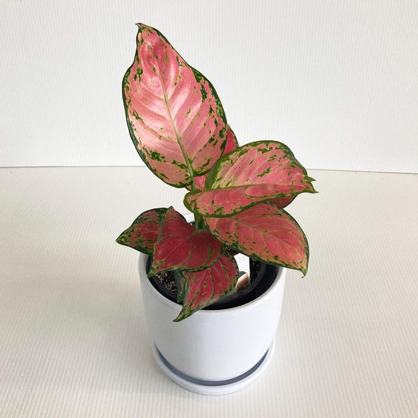 Aglaonema Red Lady Valentine 12CM