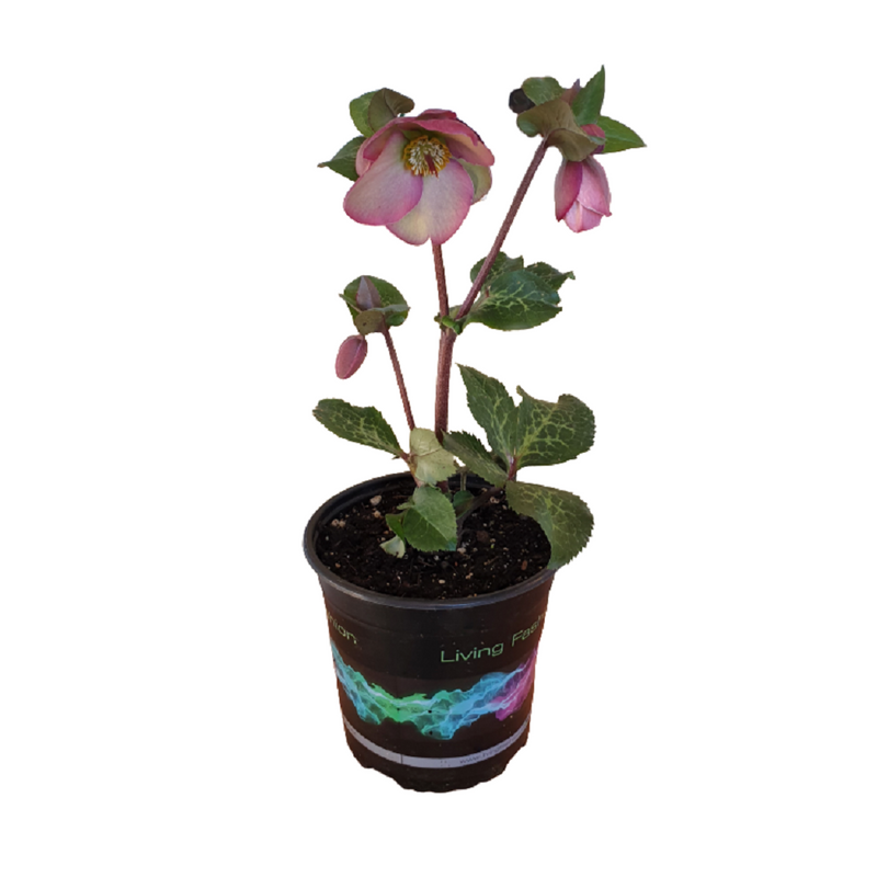 Helleborus Olivias Joy - 17CM