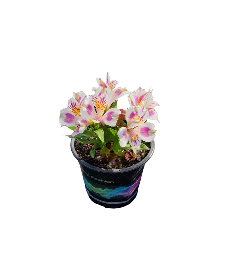 Alstroemeria Inca Magic - 14CM