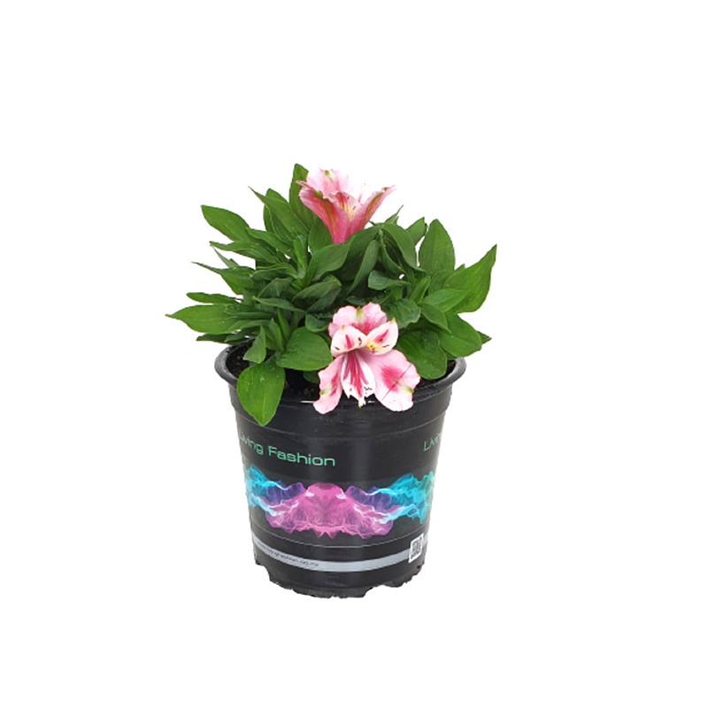 Alstroemeria Inca Flamingo - 14CM