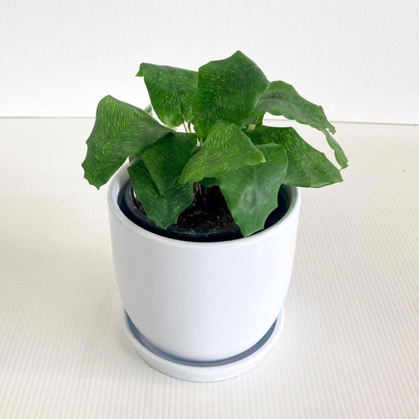 Calathea Network 12CM