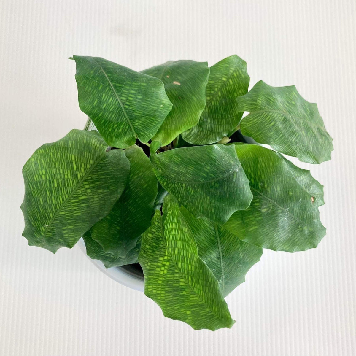 calathea network care Calathea Network 12CM