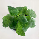 Calathea Network 12CM