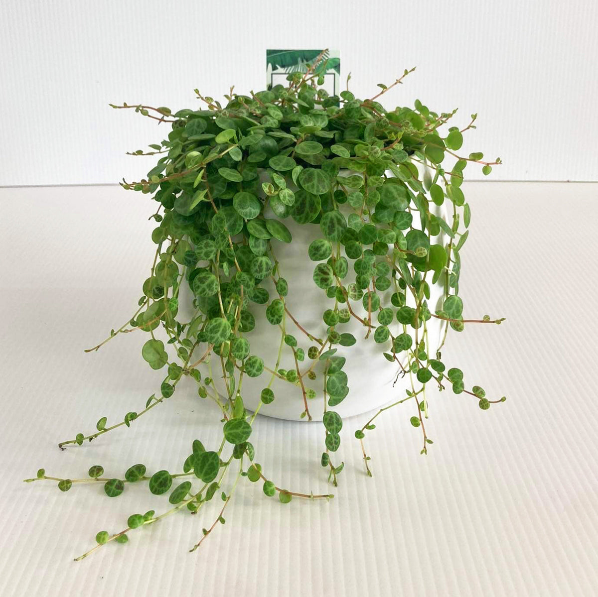 hanging turtle plant Peperomia Prostrata String of Turtles 12CM