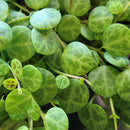 Peperomia Prostrata String of Turtles 12CM