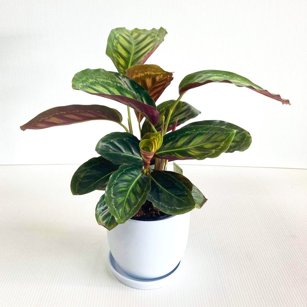 flamestar calathea Calathea Flamestar 14CM