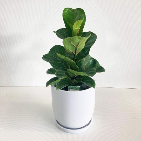 Ficus Lyrata Bambino 14CM