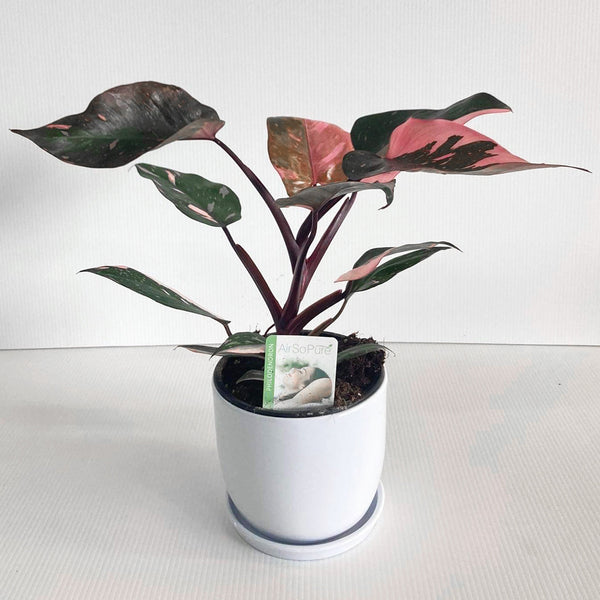 Philodendron Pink Princess 14CM