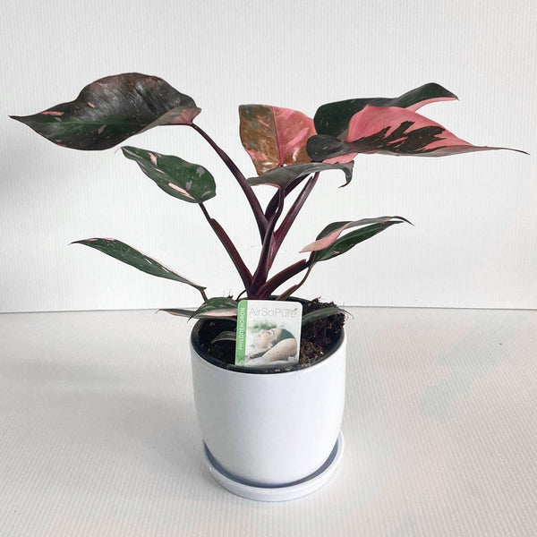 buy pink princess philodendron nz Philodendron Pink Princess 14CM